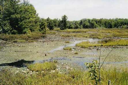 Wetland